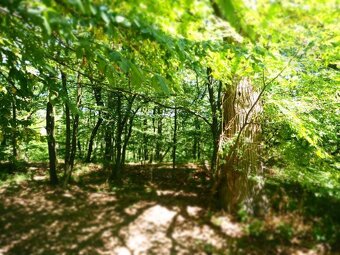 NA PREDAJ: Pozemok (rekreačný) 1000m2, možnosť výstavby chat - 4