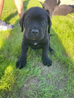 Cane corso - 4