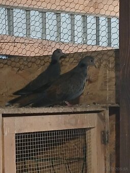 Hrdlička temná - 4