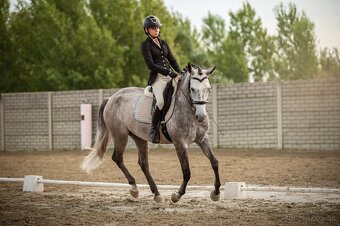 Working Equitation kobyla - 4