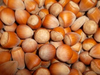 Lieskové orechy, lieskovce - 4