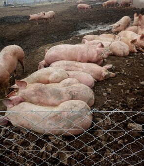 Predám prasatá - 4