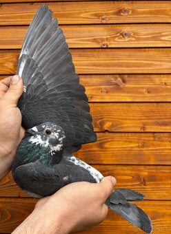 Poštové holuby - 4