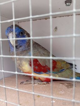 Papagáj červenobruchý - 4