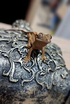 Pagekon riasnaty - 4