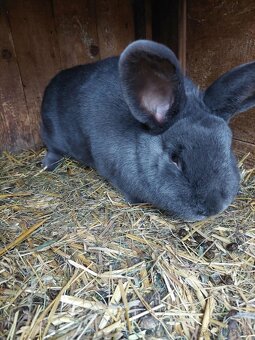 Viedenský modry králik - 4