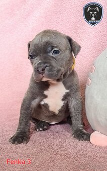 Štěňata American Bully XL s PP ABKC - 4