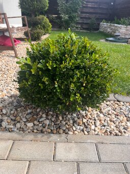 2ks buxus (kruspan) - 4