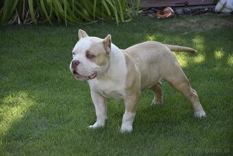 American bully s PP - 4