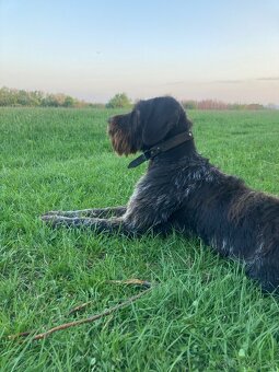 Predám nemeckého drotosrsteho stavača - 4