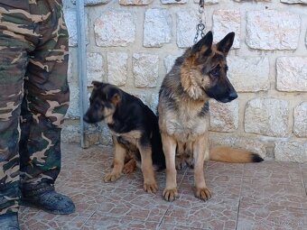 Nemecký ovčiak - 4