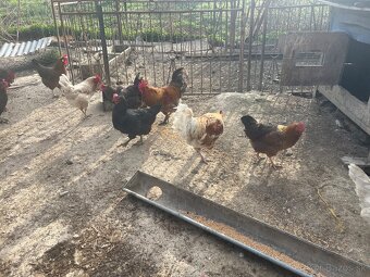 Predám kohútov - 4