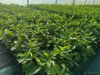 vavrínovca (Prunus laurocerasus).p9 0.95 euro - 4