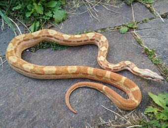 Boa imperator - Paraglow Motley Jungle, Sunglow Motley - 4