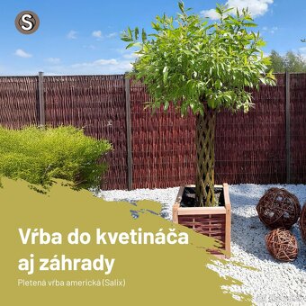 AKTUÁLNE❗PLETENÁ VŔBA, AMERICKÁ vŕba Salix ❗180CM ❗CELÉ SK❗ - 4