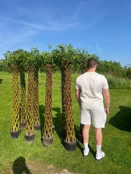 AKTUÁLNE❗Pletená vŕba SALIX 190-220 cm krása ihneď k odberu❗ - 4