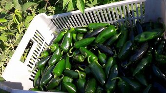 Predaj Jalapeňo čerstvých papričiek - 4