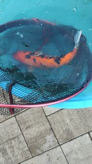 Koi kapre - 4