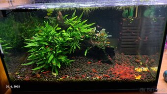 Krevetky neocaridina red cherry - 4