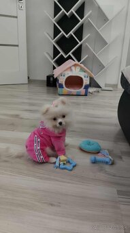 Pomeranian mini - 4