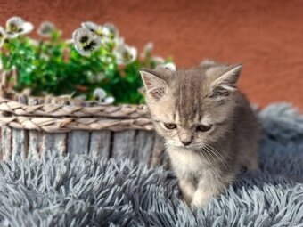 Predám britské mačiatka - 4