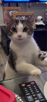 Darujem kocúrika a mačičku - 4