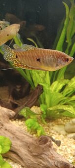 Predám / vymením akváriové ryby - 4