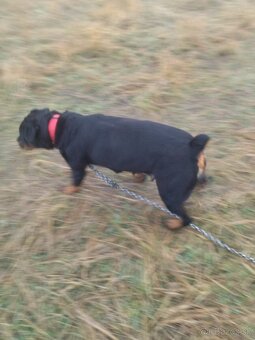 Lotwajler -bersky salašnícky ovčiak - 4