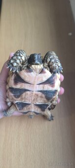 Suchozemská korytnačka žltočierna - 4