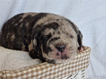 American bully xl xxl - 4
