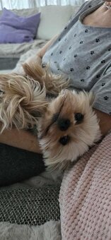 Yorkshire Terrier pes s PP - 4