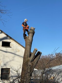Výrub, Spiľovanie, Opilovanie, Orez stromov, Arboristika - 4