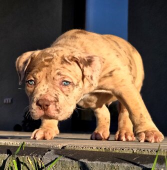American Bully XL XXL - 4