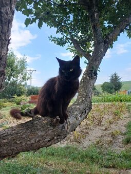 Darujeme kocúra - 4