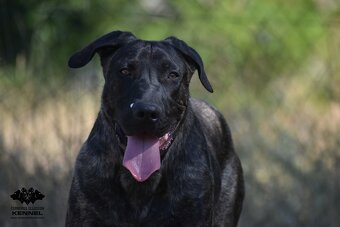 TOP Uruguajský Cimarron s PP - 4