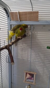 Predam samicky kakarikiho - 4