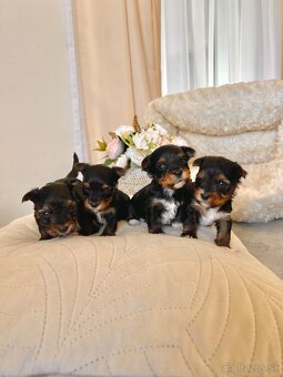 YORKSHIRE TERRIER -3color šteniatka - 4