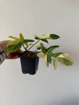 Philodendron florida beauty variegata - 4