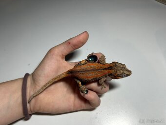 Samička Rhacodactylus auriculatus - 4