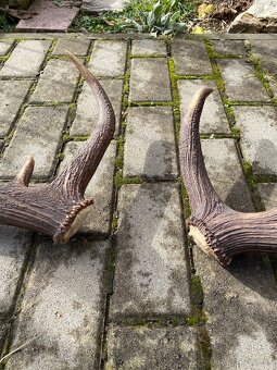 Jelenie zhody / parohy 74cm - 4