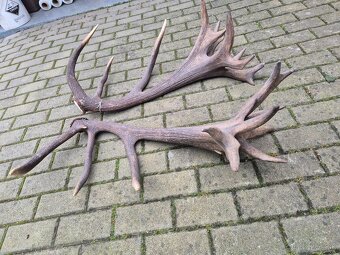 Trofej trofeje paroh parohy parozie zhody - 4