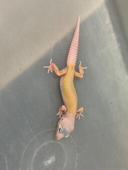 Gekoncik nočný - 4