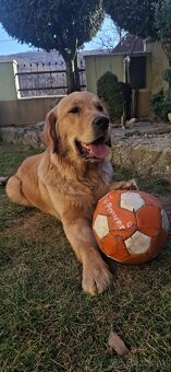 Golden retriever - zlatý retriever - 4
