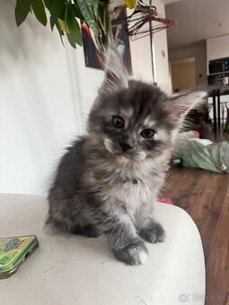 maine coon/ mainska myvalia s PP - 4