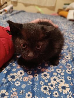 Darujem mačiatka - 4