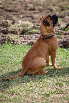 Bulmastif , Bullmastiff s PP - 4