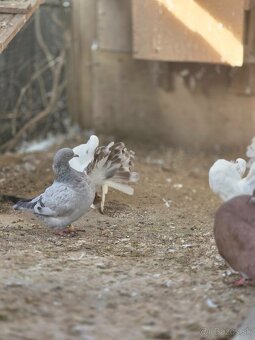 Paviky a Texanou - 4