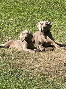 Weimarský stavač štěňiatka - 4