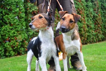 Foxterier hladkosrstý - 4