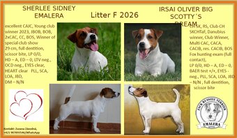 Jack russel terier s PP - 4